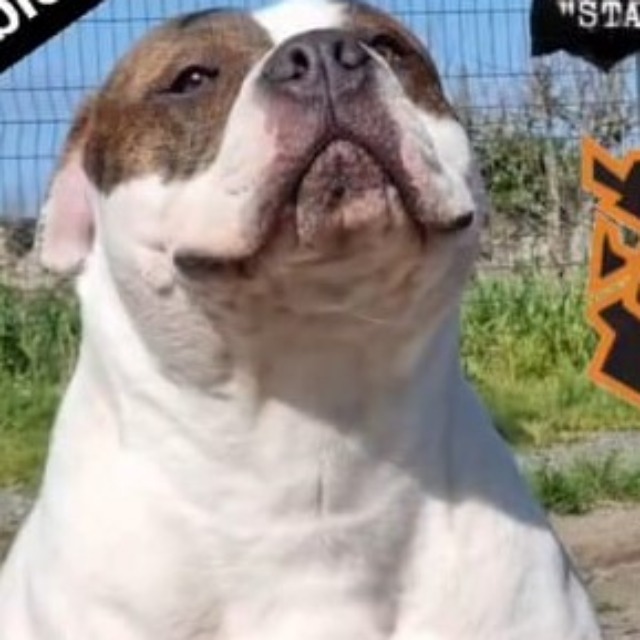 Bpgo bounty mâle bully micro bringé red bringé aux yeux marron-vert