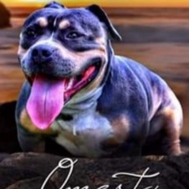 Omerta femelle bully micro trico trico bleu aux yeux marrons