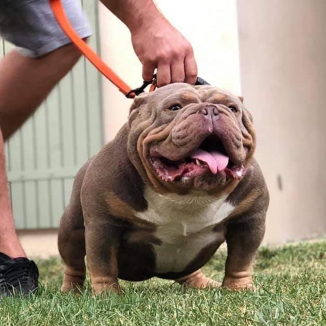 Winner mâle bully micro trico aux yeux jaune-vert