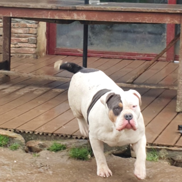 Amber femelle bully xl