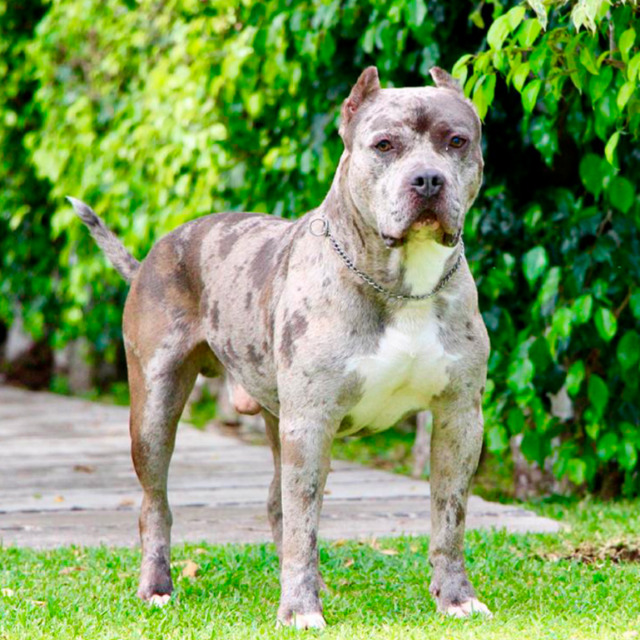 Ares mâle bully xl merle bleu taché aux yeux marrons - andrades ares