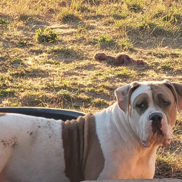 Big ma femelle bully xl fawn