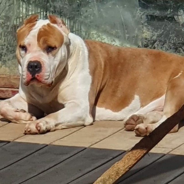 Callista femelle bully xl fawn aux yeux marrons - team bully callista