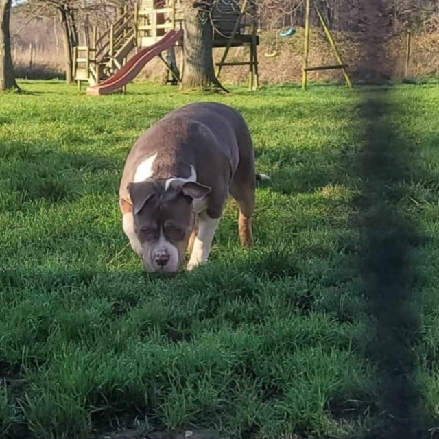 Cassiopé femelle bully xl trico lilac aux yeux verts