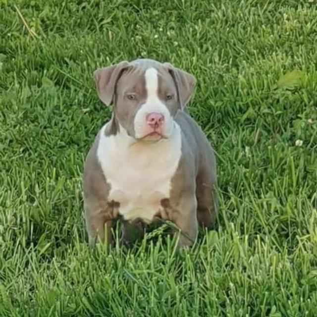 Cute femelle bully xl trico lilac aux yeux marrons