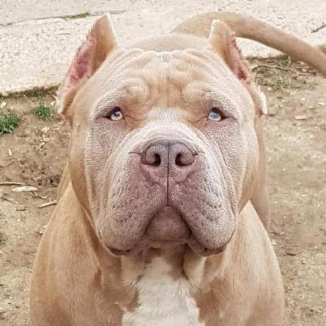 Dom pé mâle bully xl lilac aux yeux jaune-vert - dom pé south connection bully camp