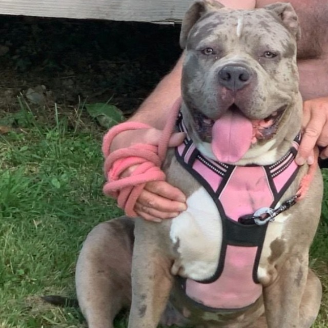 Freya femelle bully xl merle silver merle