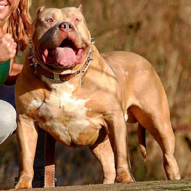 Guerra's lion-g mâle bully xl fauve-blanc