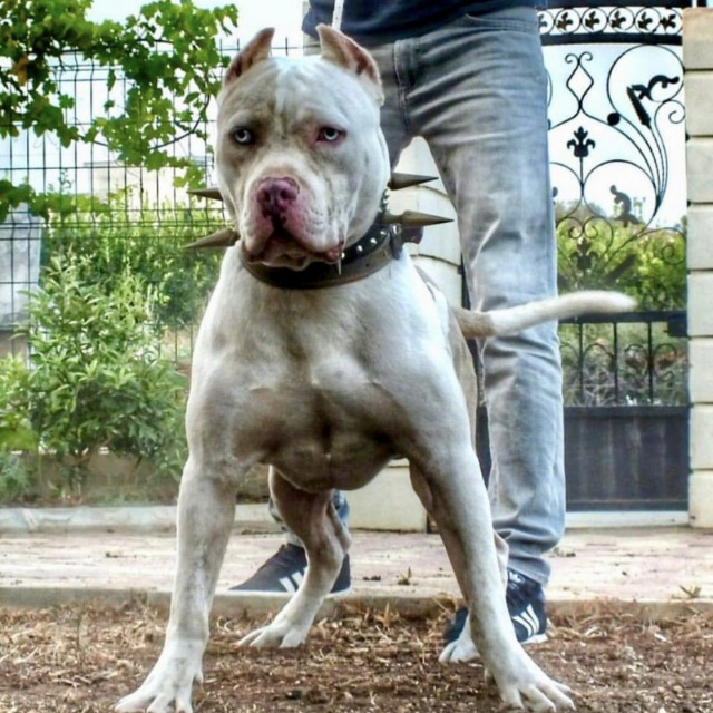Hidalgo mâle bully xl fauve-blanc aux yeux bleus - andrades hidalgo