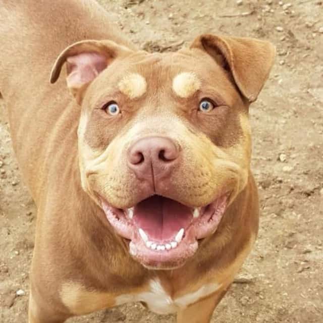 Voir le profil complet de ce bully xl Lindt femelle bully xl trico trico choco aux yeux marron-vert - lindt l'imperial marros