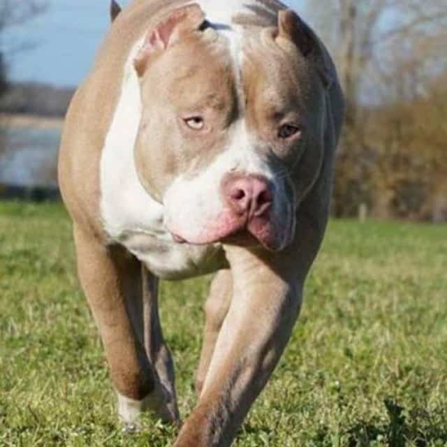 Lola femelle bully xl champagne aux yeux verts - lionpride's lola