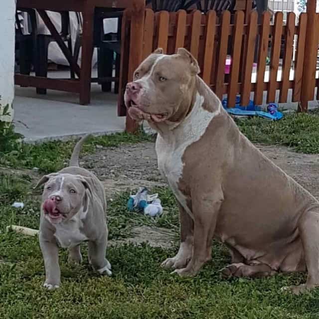 Lola femelle bully xl champagne aux yeux verts - lionpride's lola