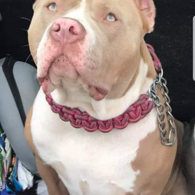 Lola femelle bully xl champagne aux yeux verts - lionpride's lola