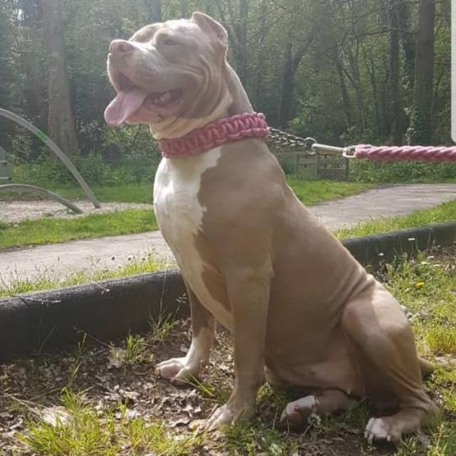 Lola femelle bully xl champagne aux yeux verts - lionpride's lola