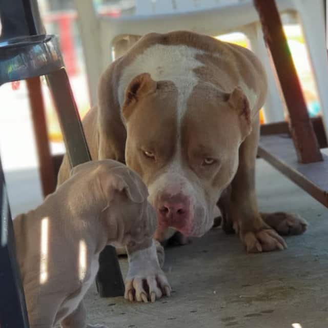 Lola femelle bully xl champagne aux yeux verts - lionpride's lola