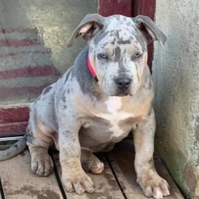 Lyra femelle bully xl trico merle trico silver merle aux yeux jaune-vert