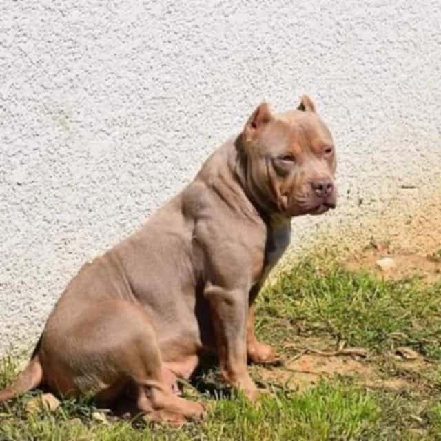 Madrishka femelle bully xl champagne-fauve-blanc - cautionbullys madrishka