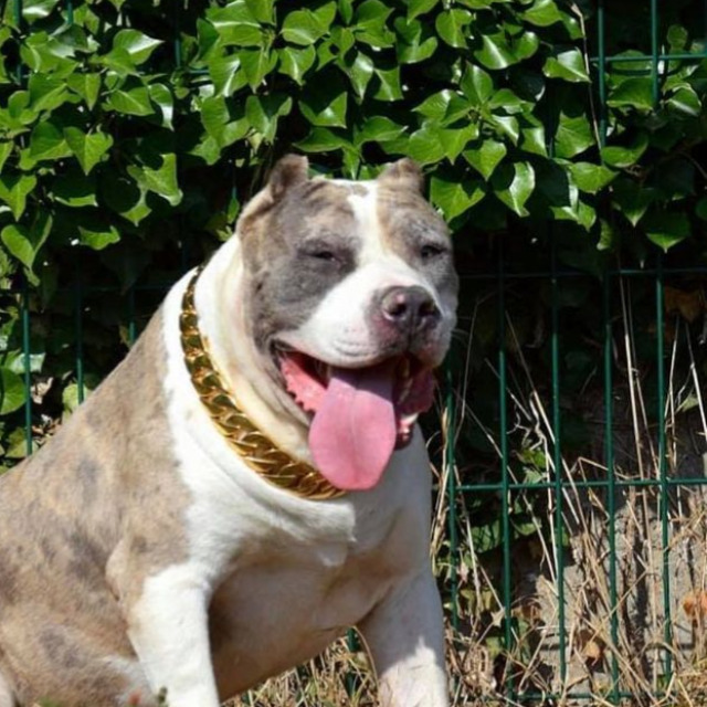 Mojo mâle bully xl merle bleu merle aux yeux bleus - bombastic's ringo