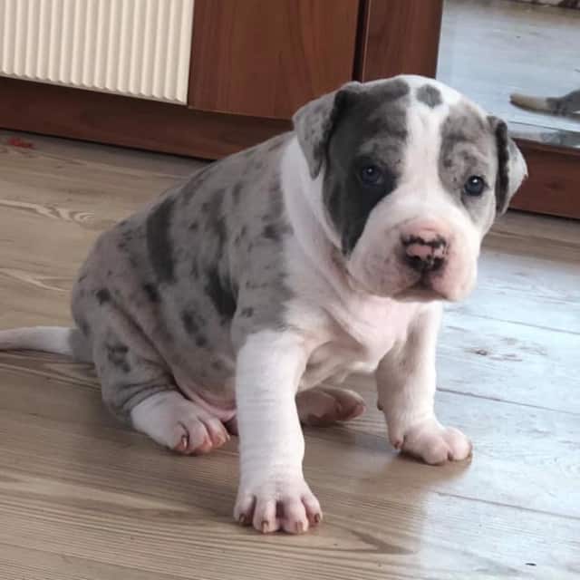 Mojo mâle bully xl merle bleu merle aux yeux bleus - bombastic's ringo