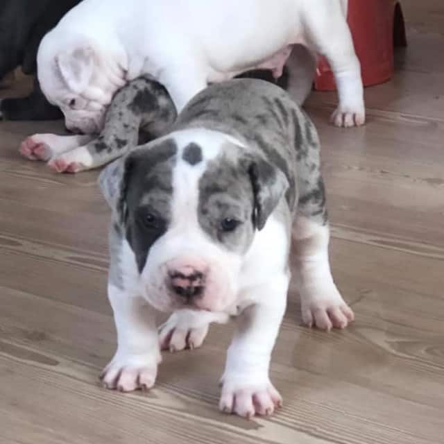 Mojo mâle bully xl merle bleu merle aux yeux bleus - bombastic's ringo