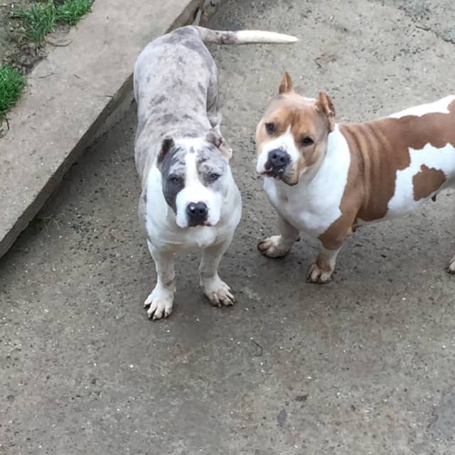 Mojo mâle bully xl merle bleu merle aux yeux bleus - bombastic's ringo