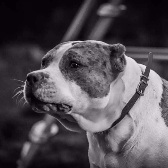 Mojo mâle bully xl merle bleu merle aux yeux bleus - bombastic's ringo