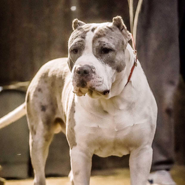 Mojo mâle bully xl merle bleu merle aux yeux bleus - bombastic's ringo
