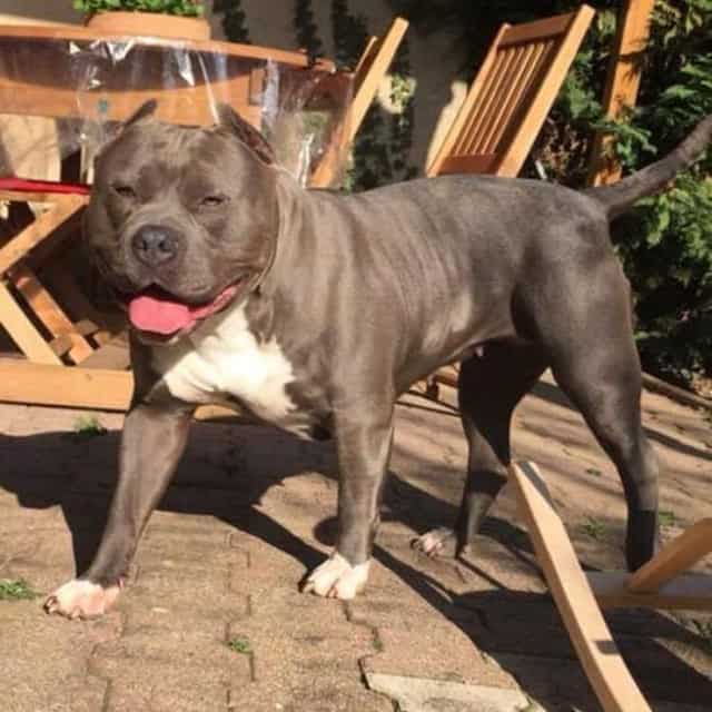 Myla femelle bully xl bleue - myla bello bully