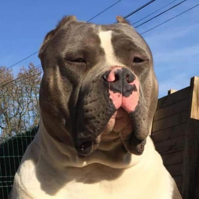 Némo mâle bully xl bleu pan blanc aux yeux marron-vert