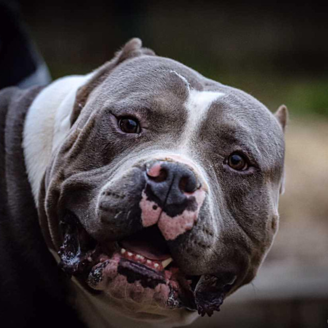 Némo mâle bully xl bleu pan blanc aux yeux marron-vert