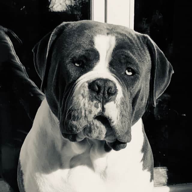 Pack mâle bully xl bleu pan blanc aux yeux bleus