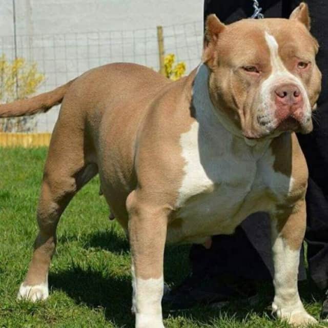 Pink femelle bully xl champagne - bull kennel pink