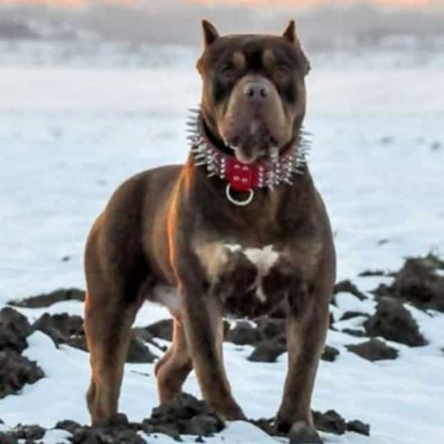 Prince mâle bully xl trico trico choco - bully heart's mac taylor prince