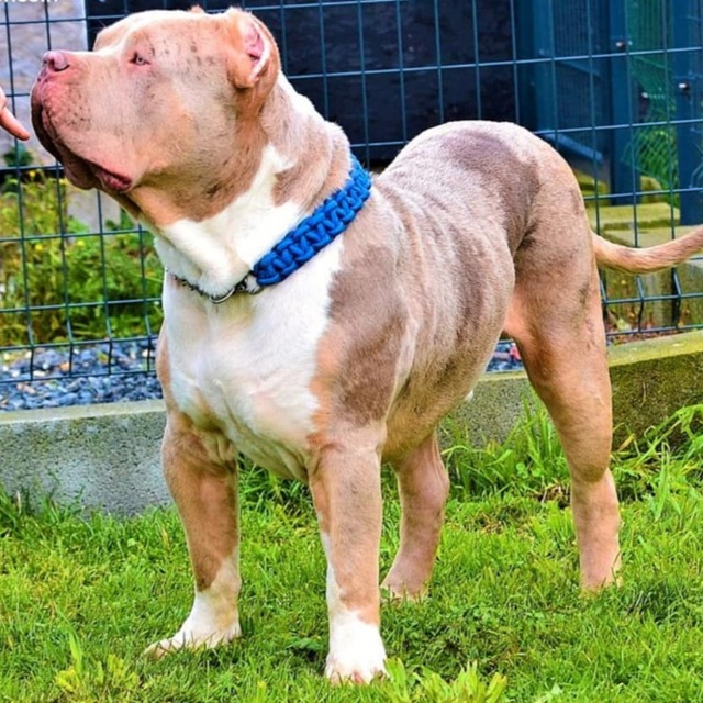 Voir le profil complet de ce bully xl Rollo mâle bully xl merle lilac merle tri ghost aux yeux bleus