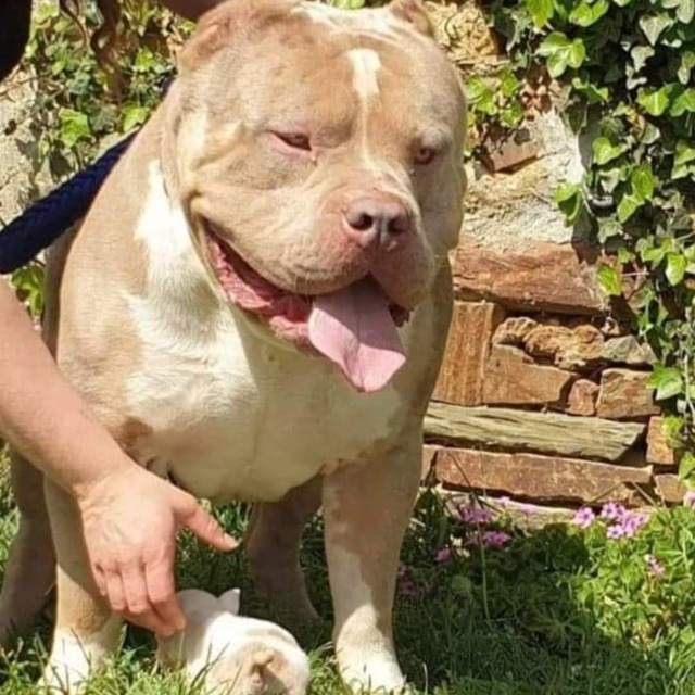 Rollo mâle bully xl merle lilac merle tri ghost aux yeux bleus