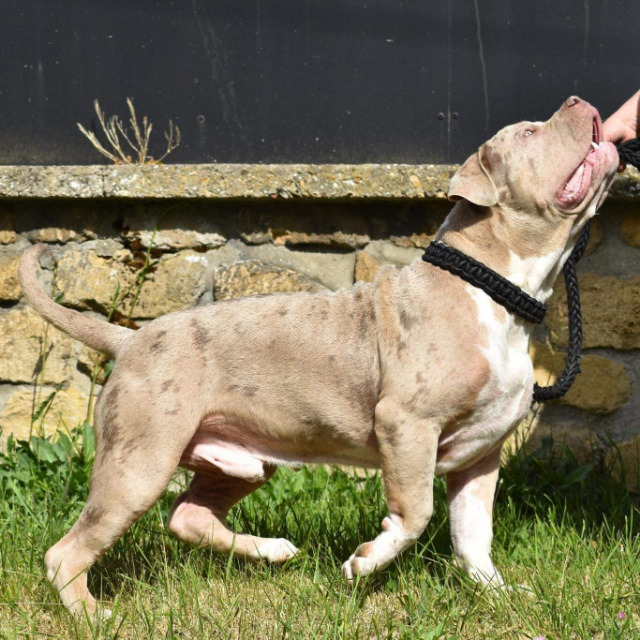 Rollo mâle bully xl merle lilac merle tri ghost aux yeux bleus