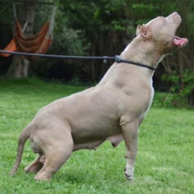 Syndra femelle bully xl champagne - abp syndra