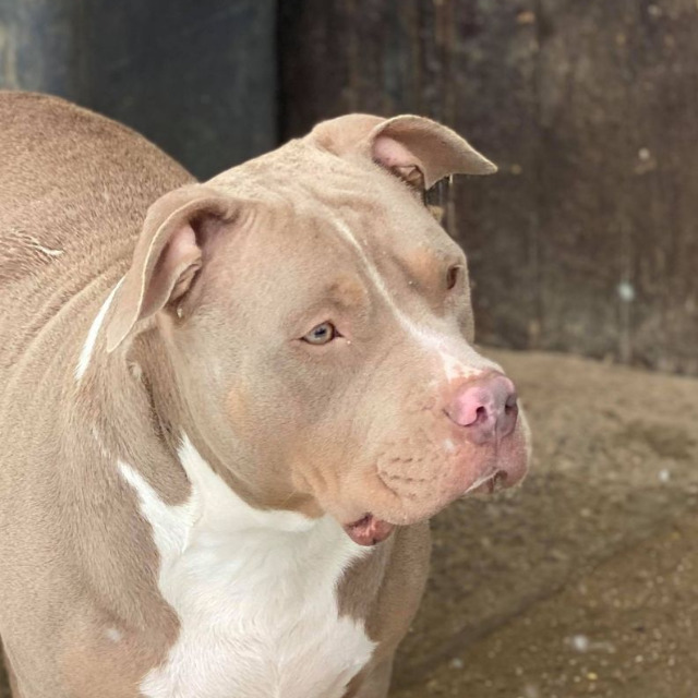 Voir le profil complet de ce bully xl Tessa femelle bully xl trico trico lilac ghost aux yeux bleus