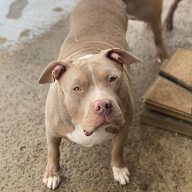 Tessa femelle bully xl trico trico lilac ghost aux yeux bleus