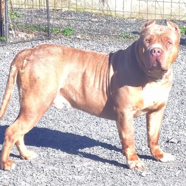 Tiger bully snake mâle bully xl trico trico lilac aux yeux verts