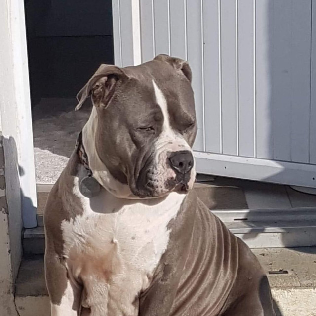 Tokyo femelle bully xl bleu taché aux yeux bleus