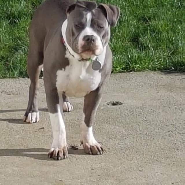 Tokyo femelle bully xl bleu taché aux yeux bleus