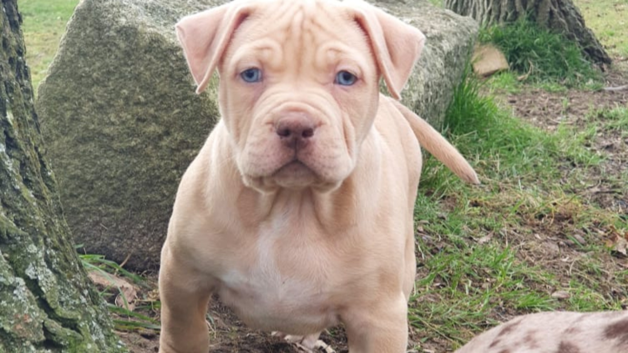 Chiot femelle bully xl Chiot femelle bully xl