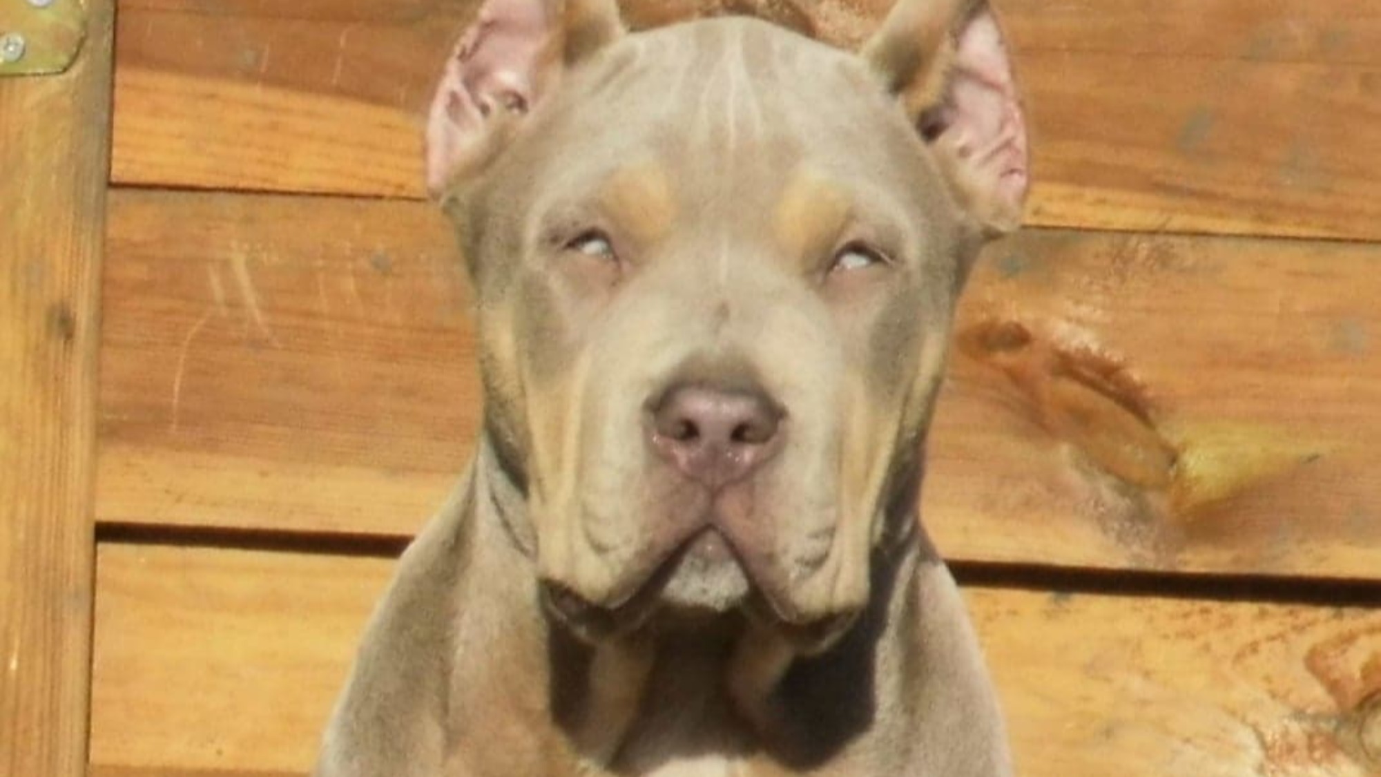 Chiot mâle bully xl Chiot mâle bully xl