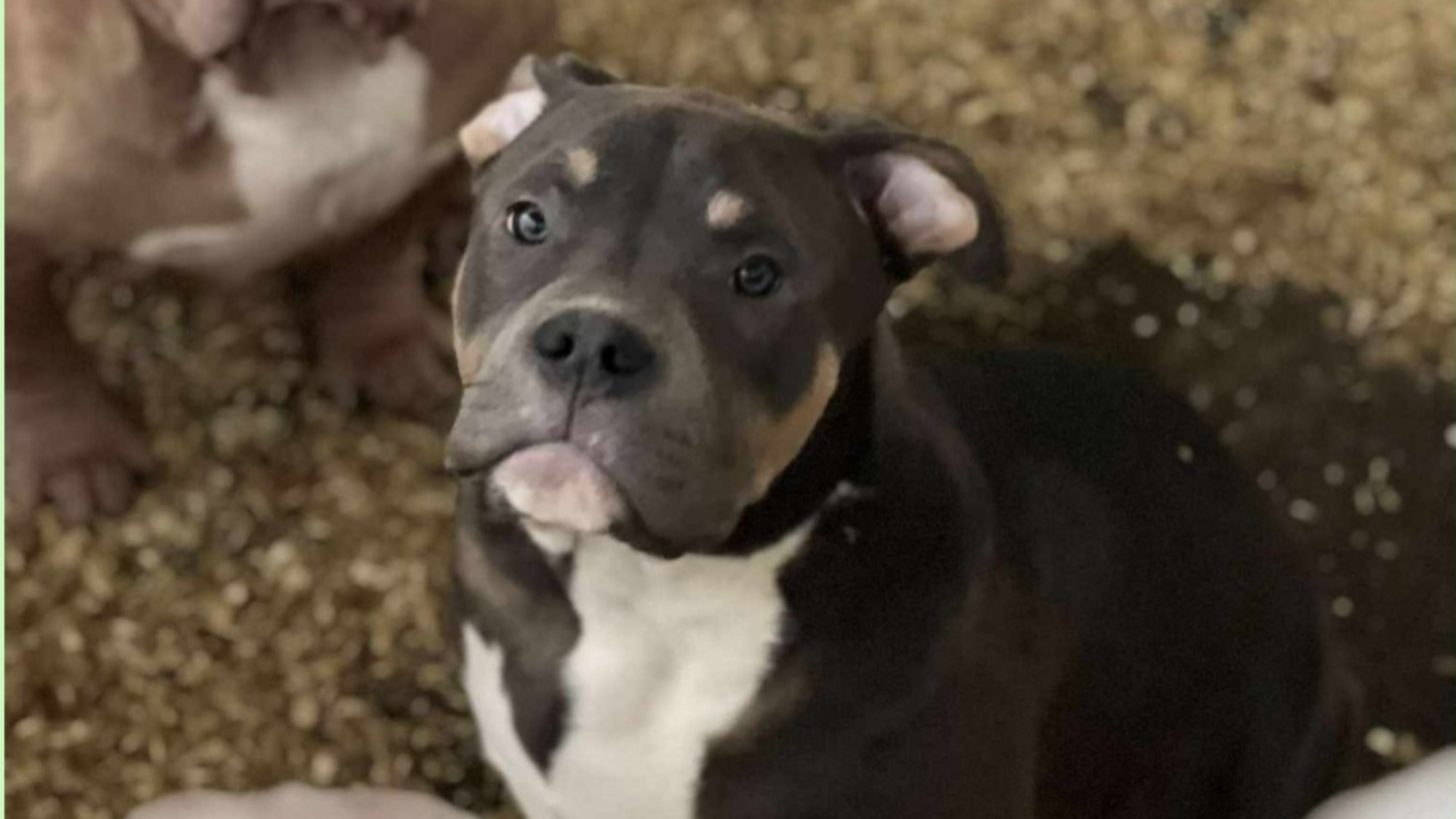 Chiot mâle bully xl trico trico bleu aux yeux gris-bleu