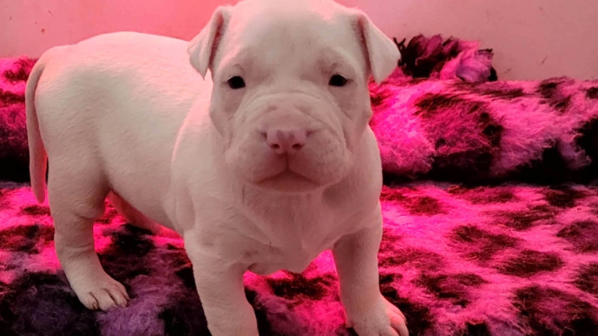 Eve femelle bully xl blanche Chiot femelle bully xl blanche aux yeux bleus