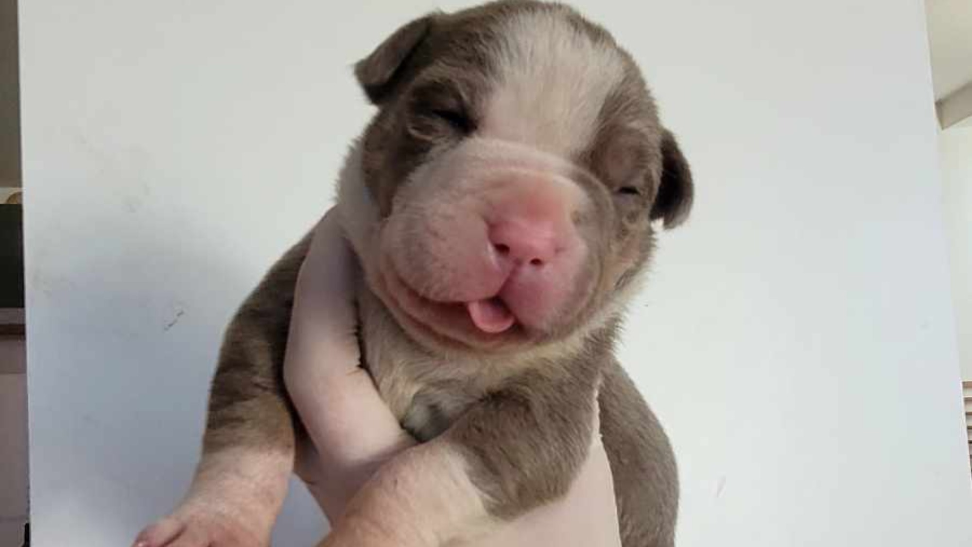 Chiot femelle bully xl trico lilac aux yeux marron-vert