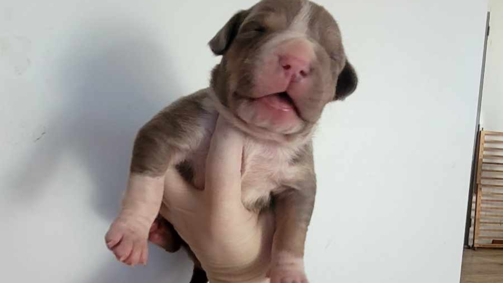 Chiot femelle bully xl trico trico lilac aux yeux marron-vert