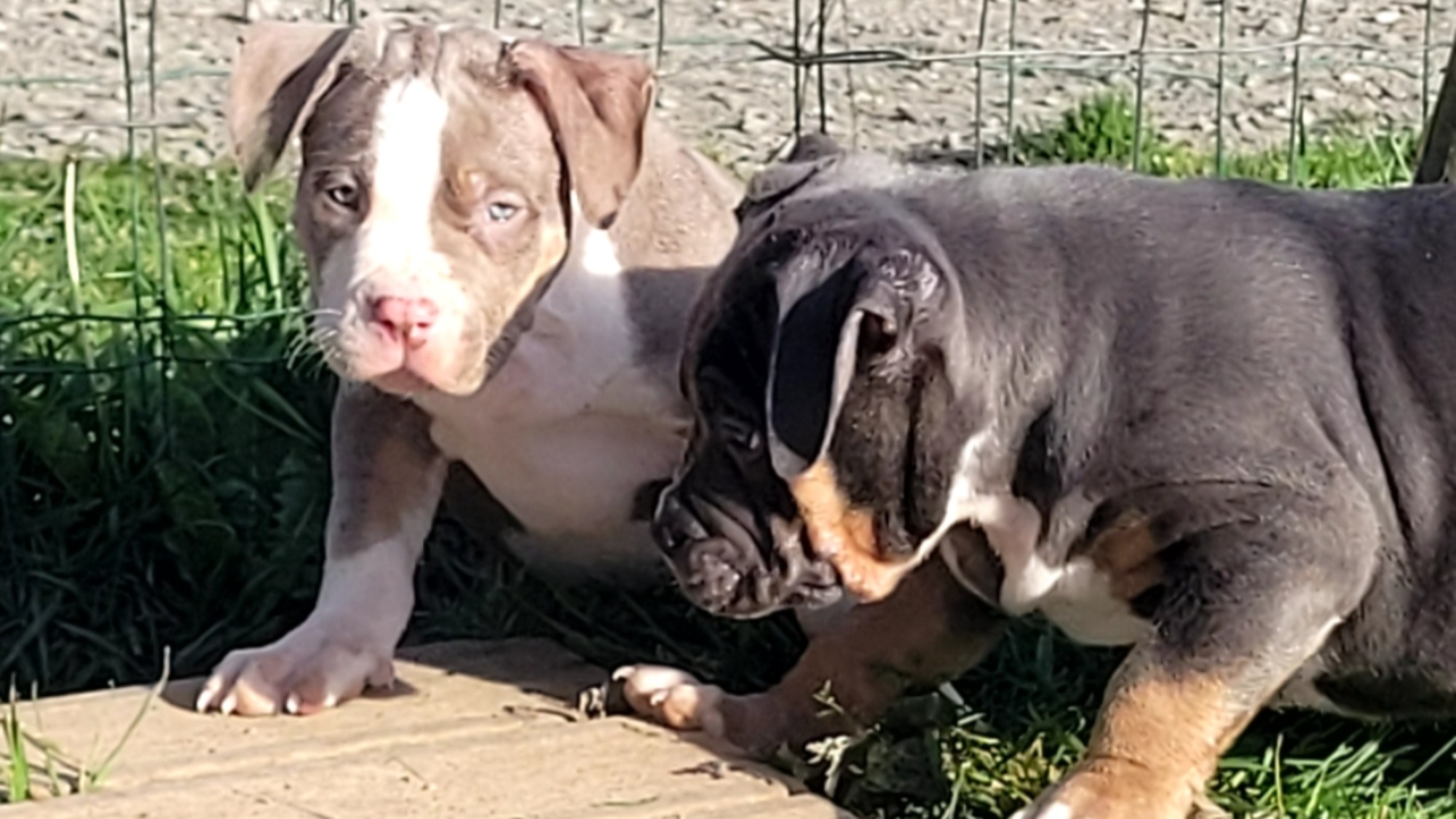Chiot femelle bully xl trico trico lilac aux yeux marron-vert