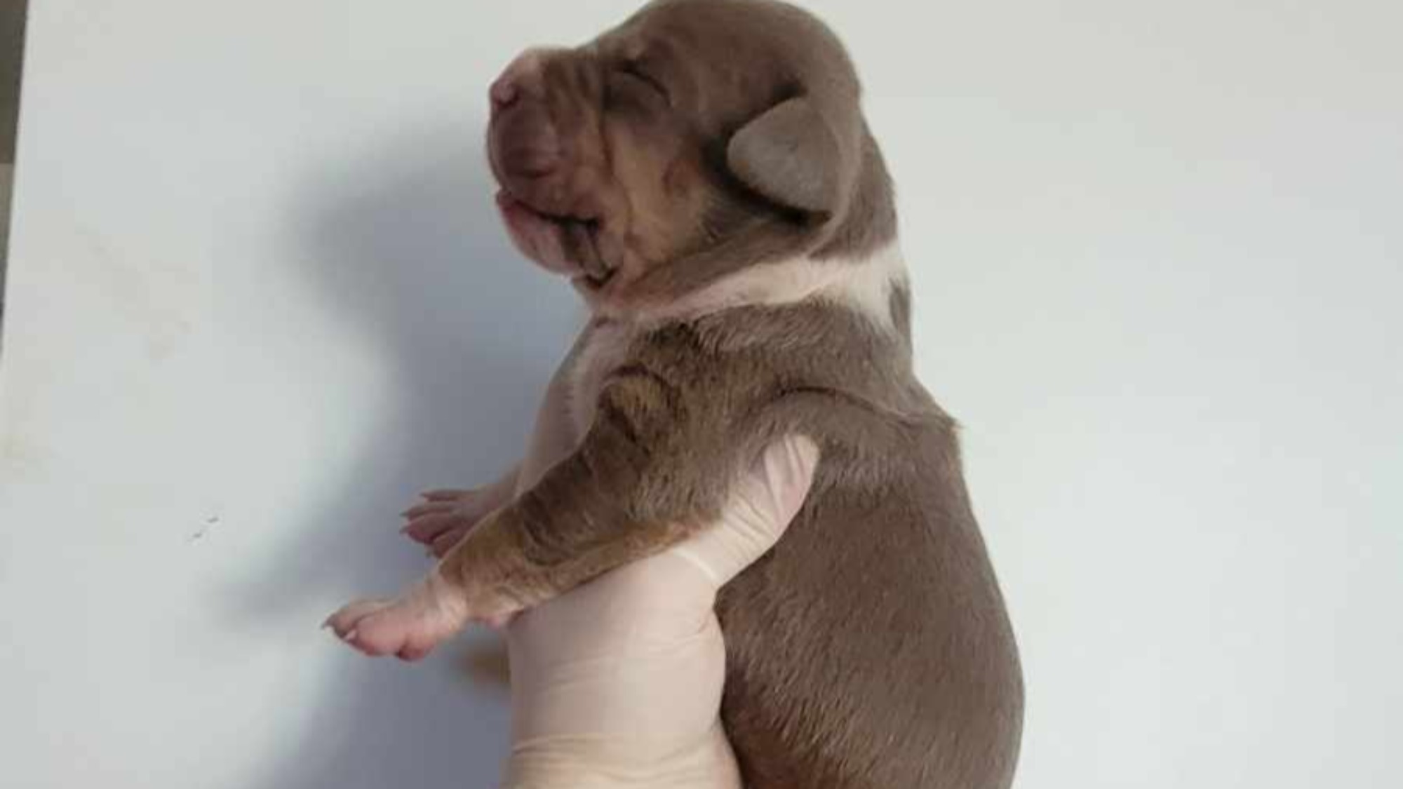 Chiot femelle bully xl trico trico lilac aux yeux marron-vert